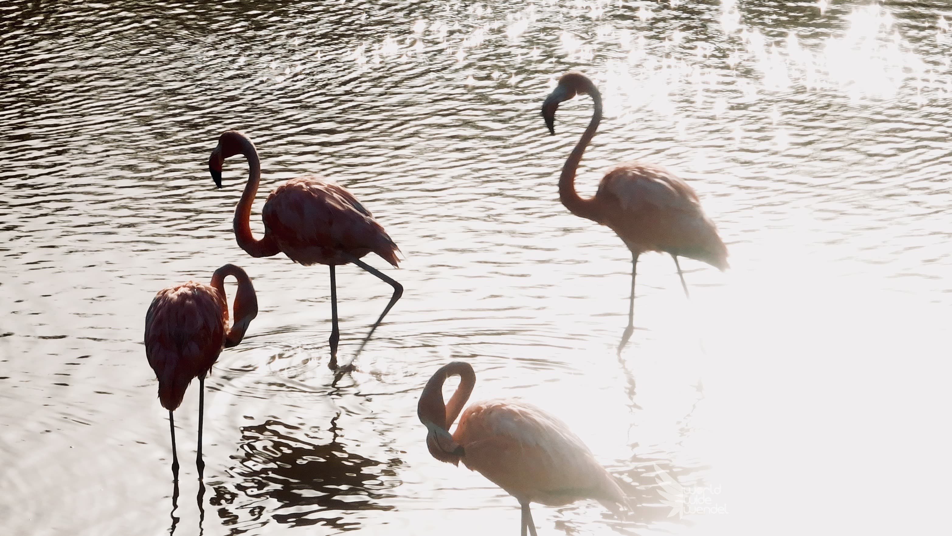 Flamingo's in tegenlicht in het water bij zonsondergang